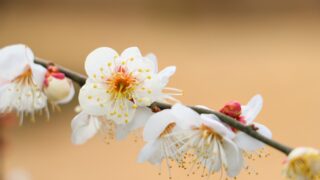 春の訪れを告げる梅の名所。春だけじゃないその魅力：諏訪梅林